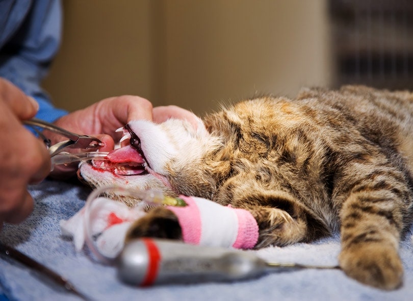 veterinarian extracting tooth from a small pet cat