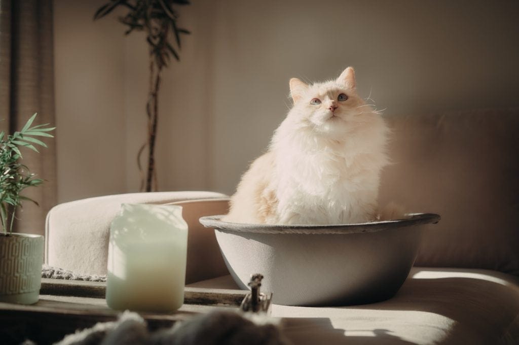 8 Best Cat Beds for Older Cats 2024 Reviews & Top Picks Hepper