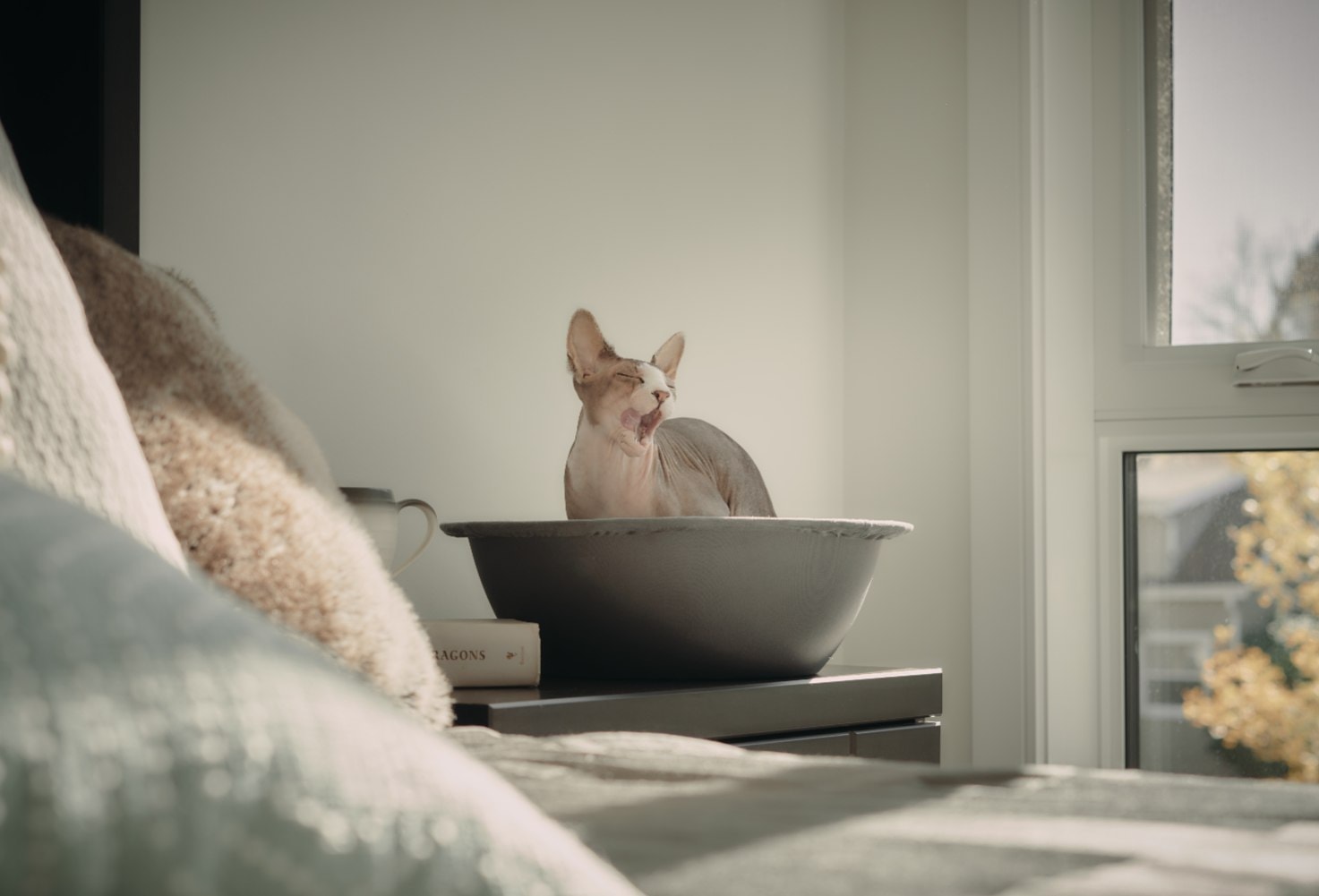 yawning sphynx cat hepper nest bedroom