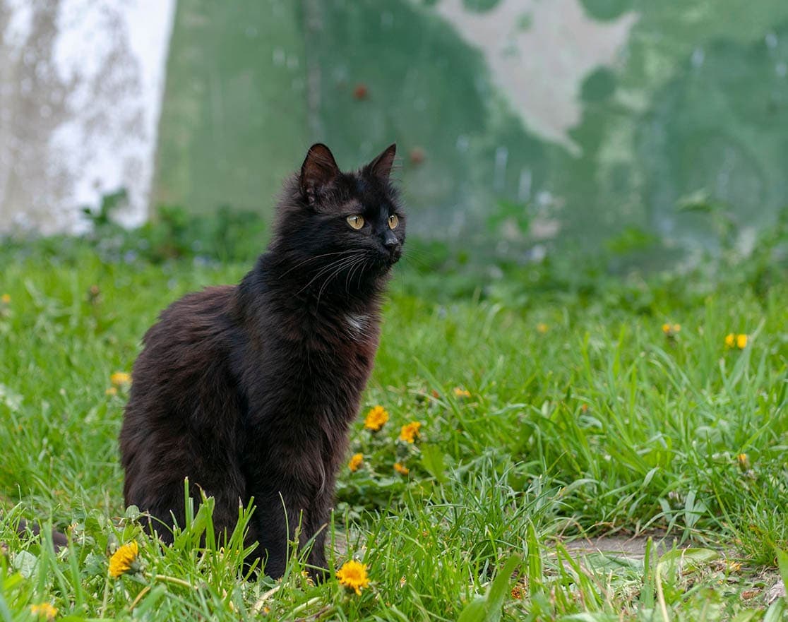 York chocolate cat on the grass