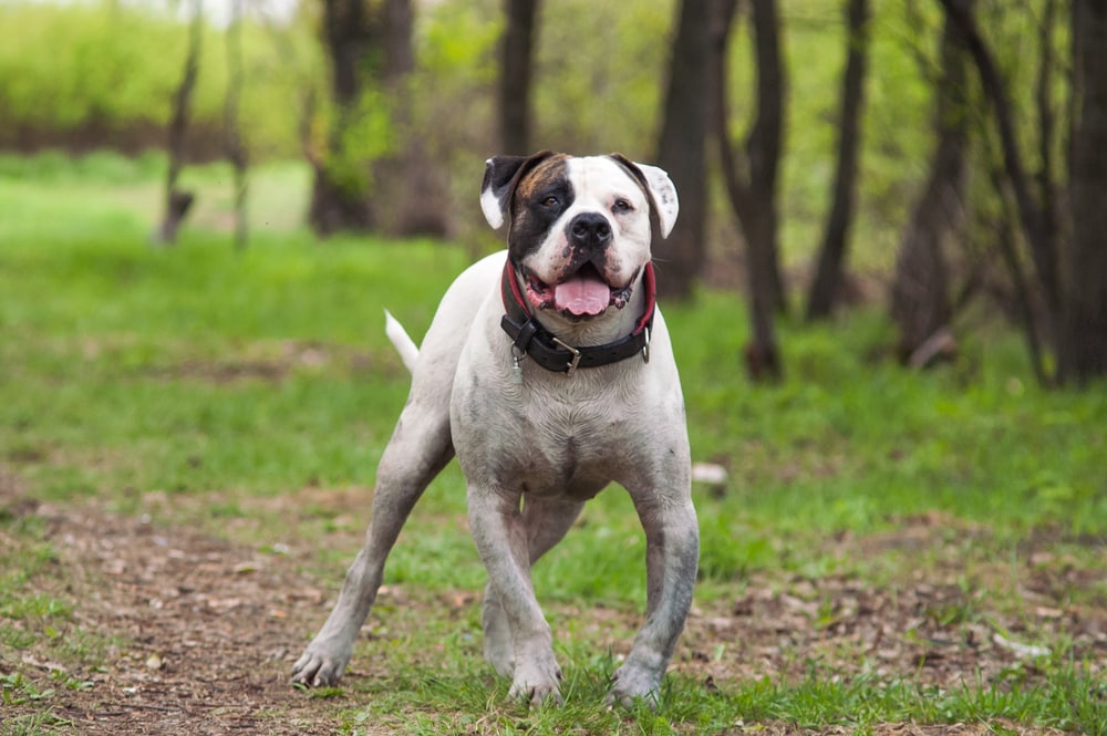 American Bulldog running in the forest