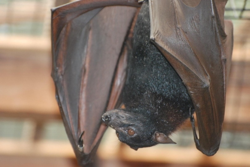 Bat hanging upside down