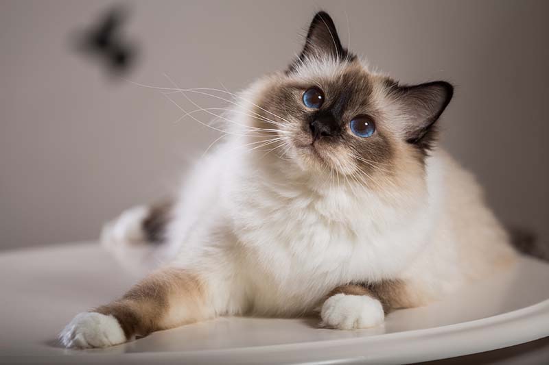 Birman Cat