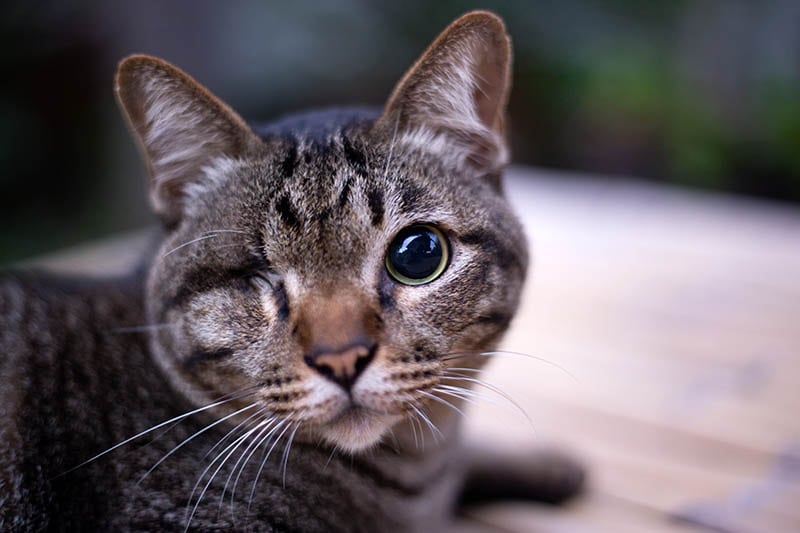Blind cat or Injured cat looking with only one eye