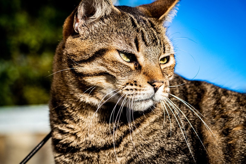 Brazilian Shorthair Cat