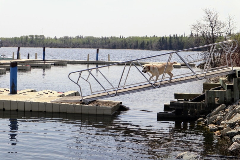 Brown dog running down a boat ramp