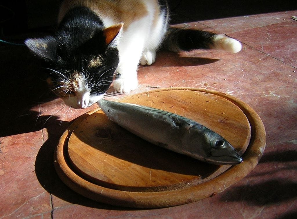 Cat eating raw fish on a butcher's block