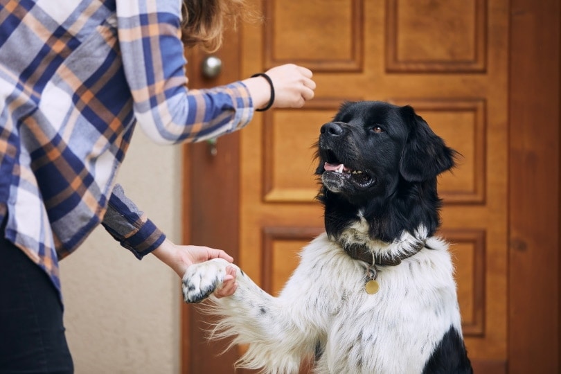 Czech mountain dog having treats