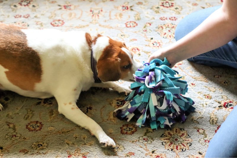 3 No-Sew Fleece Dog Toys You Can Easily Make at Home 