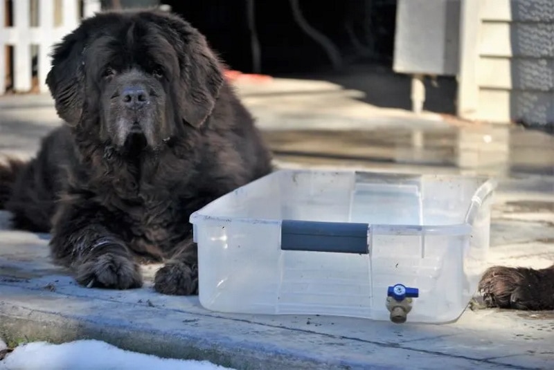 Homemade dog bath tub cheap