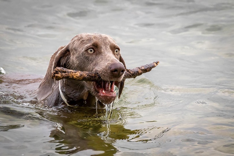 Dog Puddle Swim with stick