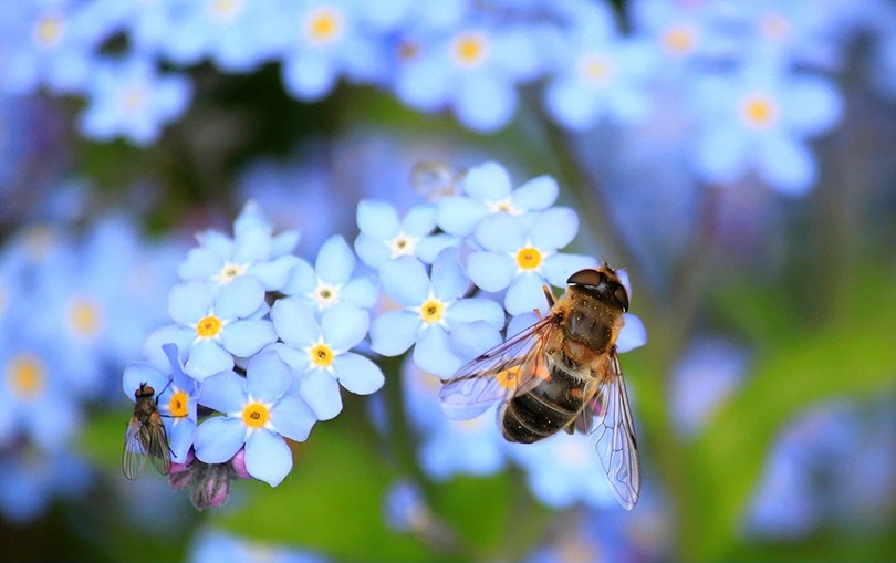 Forget-Me-Nots