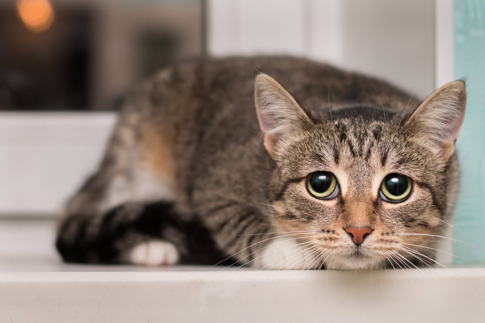 Freightened tabby cat cowering