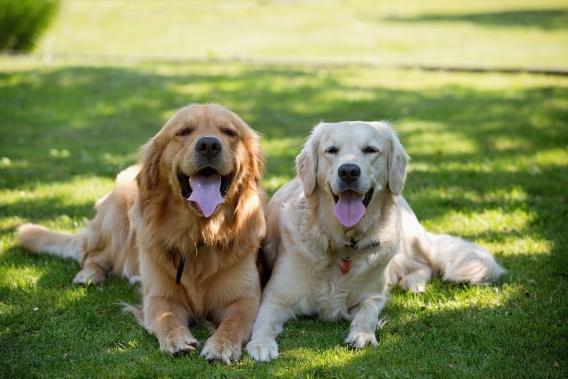 Two Golden Retriever dogs sitting on the grass