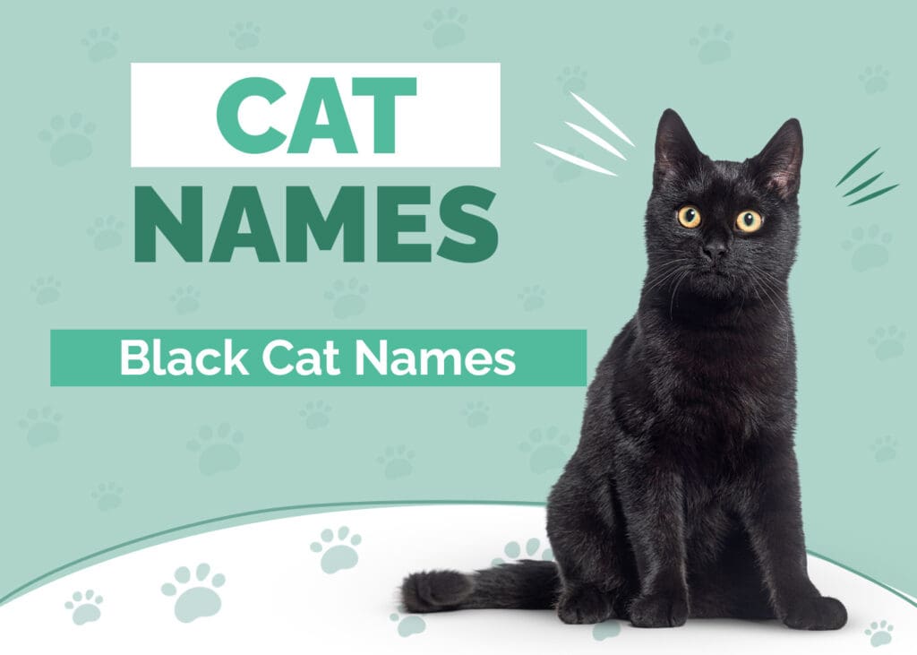 Black Cat Names for Pets