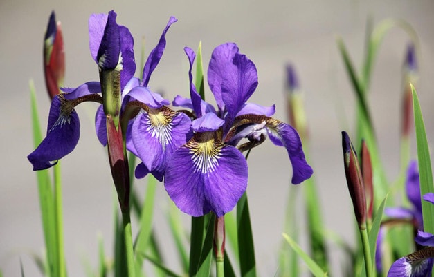 Are Irises Poisonous to Cats? VetVerified Facts, Risks & Tips Hepper