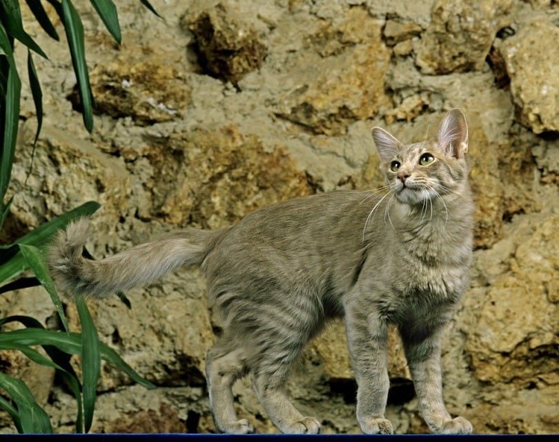 Longhair Oriental Domestic Cat
