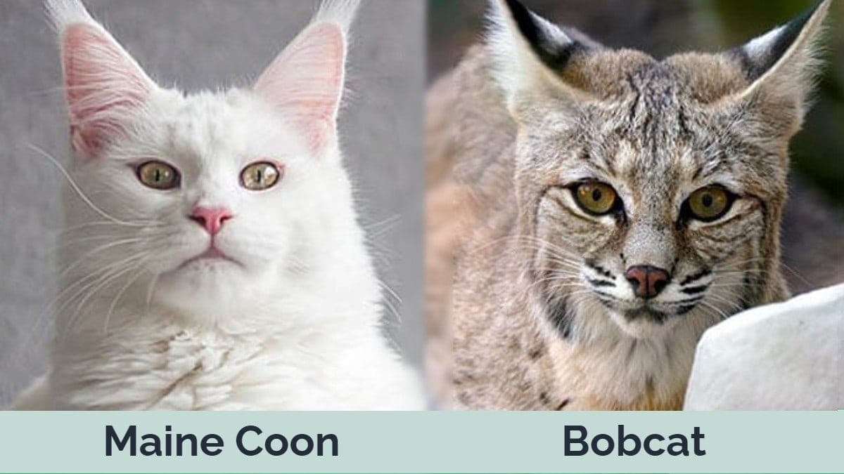 Maine Coon vs Bobcat: How Are They Different? (with Pictures) | Hepper