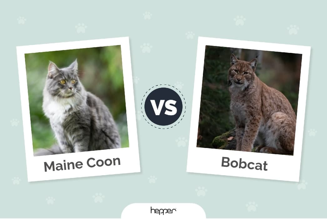 Maine coon vs bobcat ft