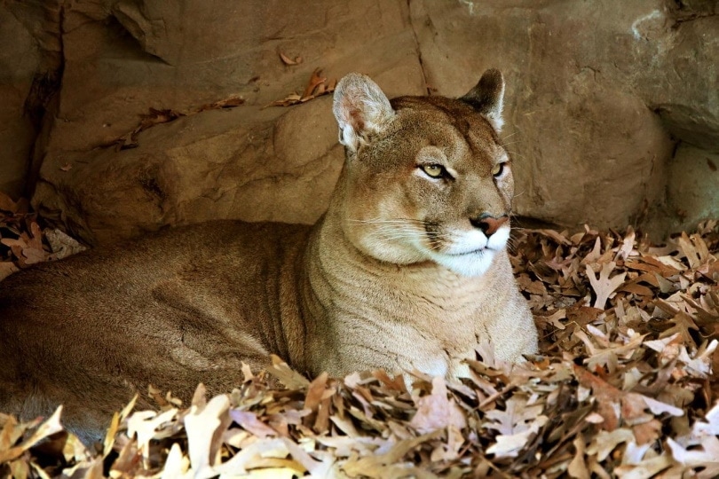 Mountain lion lying on the ground