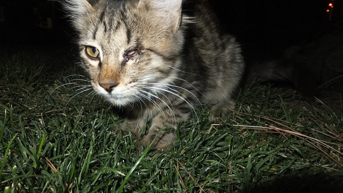 One-eyed cat. Pirate - panoramio