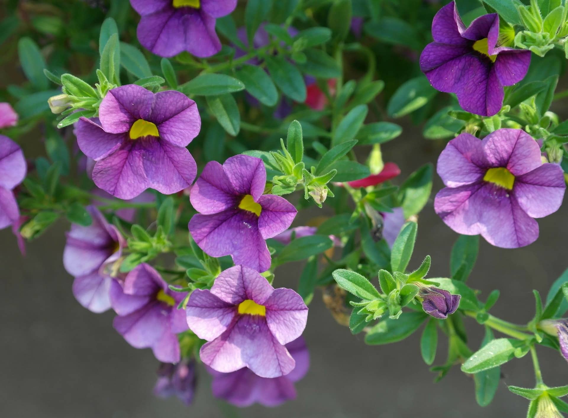 Petunias