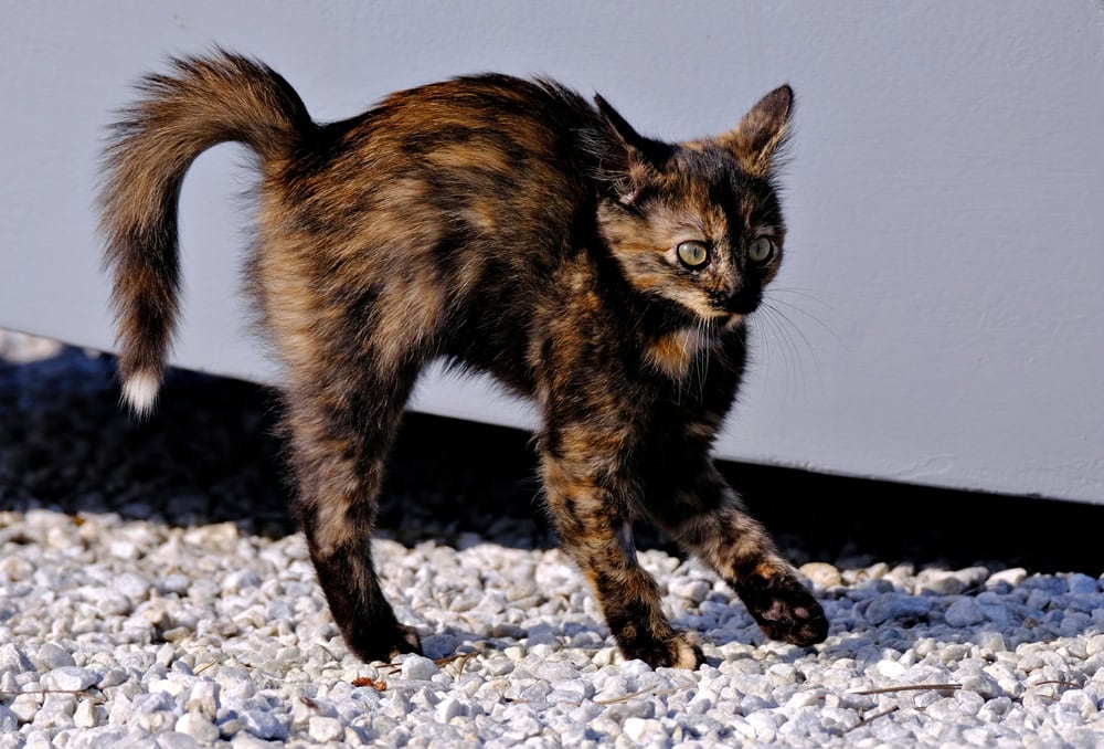 Portrait of a scared young cat