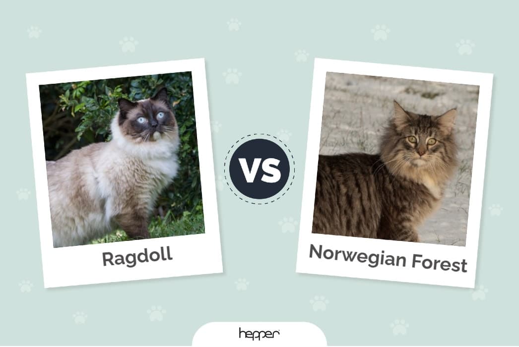 Ragdoll vs Norwegian Forest Cat ft