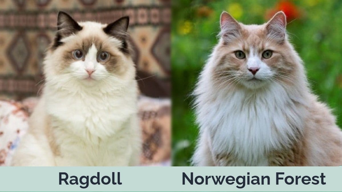 erklære Eve race Ragdoll vs Norwegian Forest Cat: Pictures, Differences, and What to Choose  | Hepper