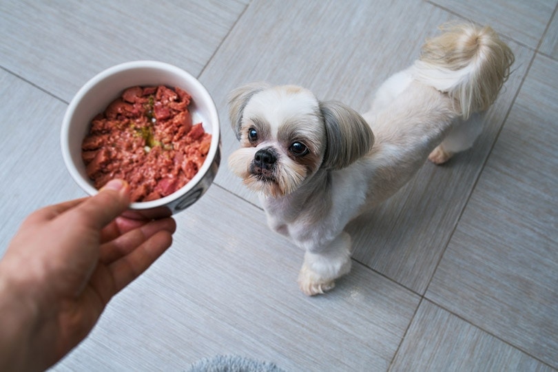 Shih tzu dog getting food from owner at kitchen