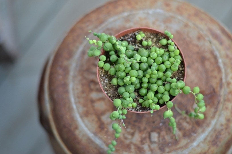 String of pearls succulent plant