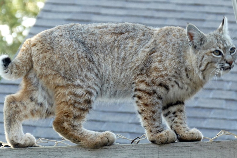 Wild Bobcat on the roof