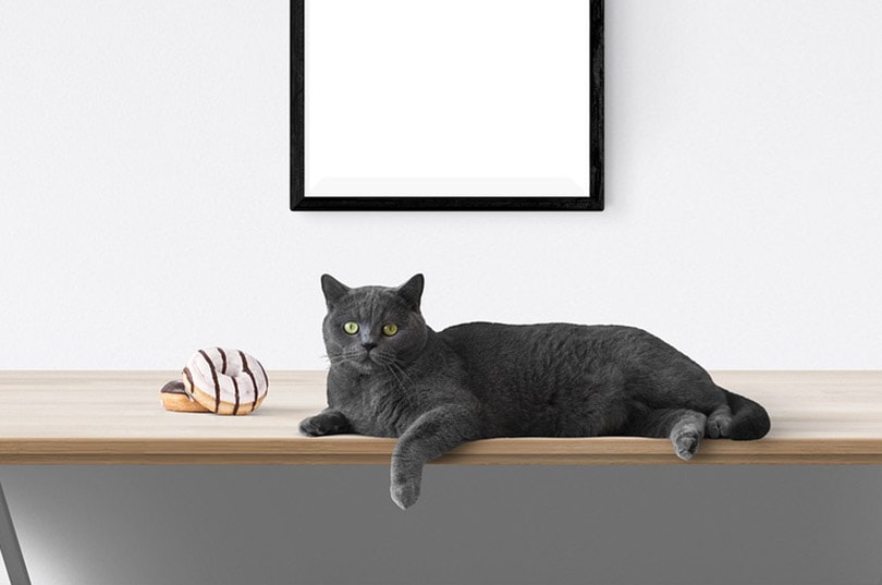 a black cat lying next to donuts on a table a black cat lying next to donuts on a table