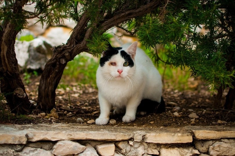 a cat with only one functioning eye