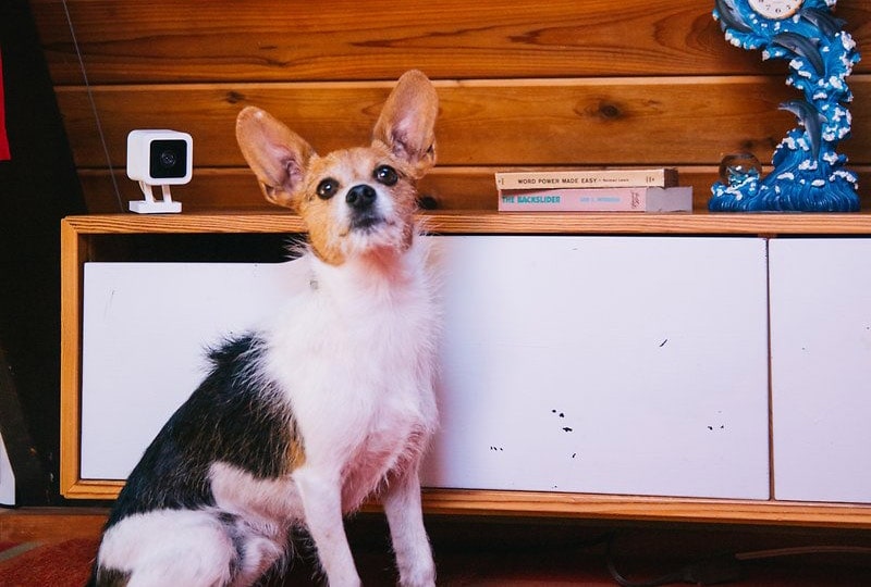 a dog sitting near a pet camera