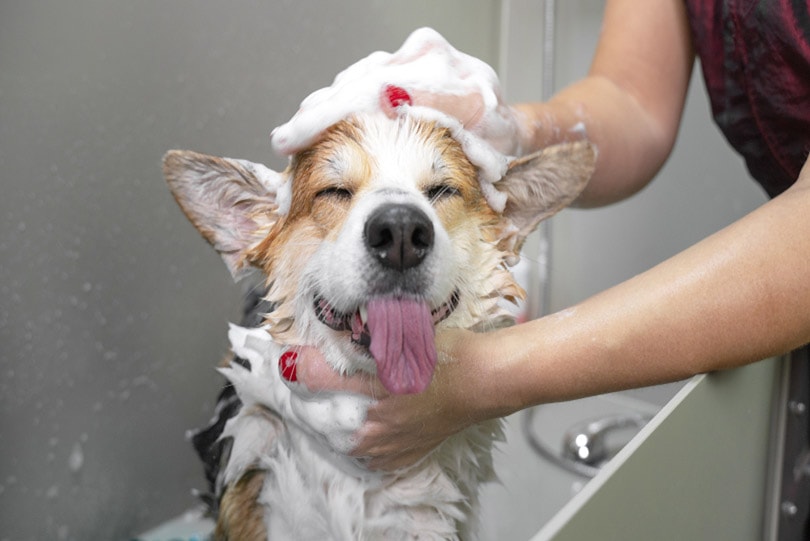 a welsh corgi pembroke dog taking a bath with shampoo