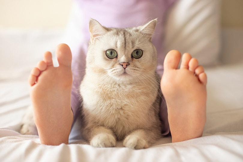 a white British cat lying on the bed between child's feet