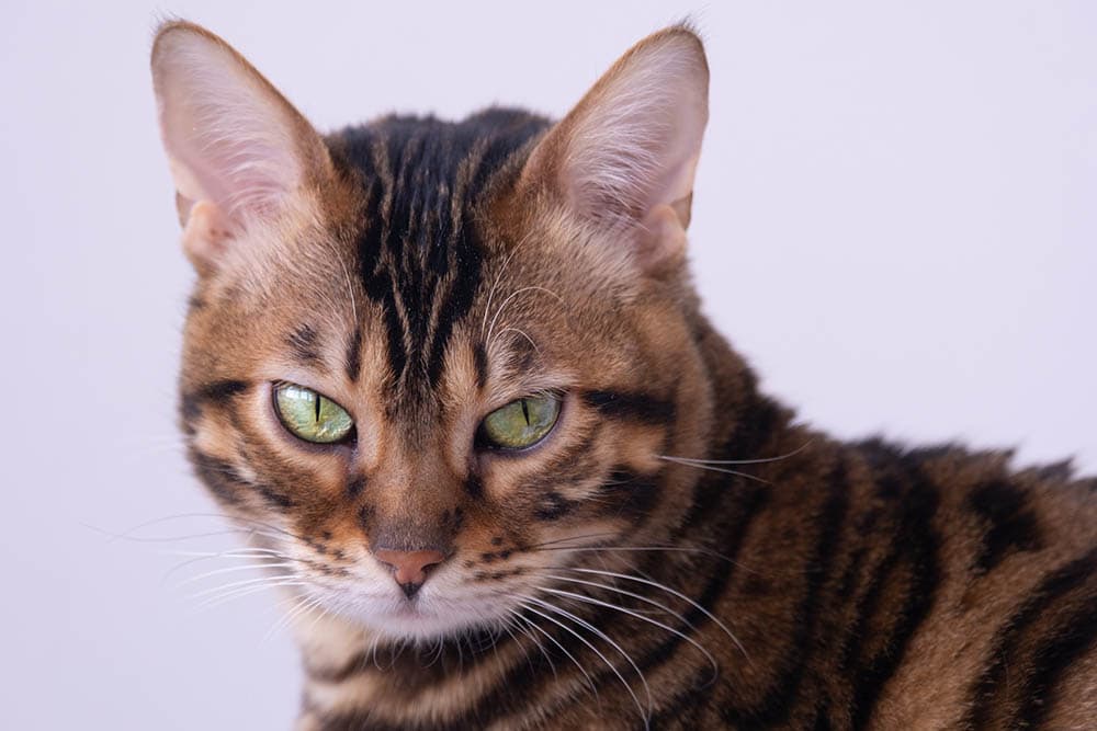 mèo Bengal hung dữ