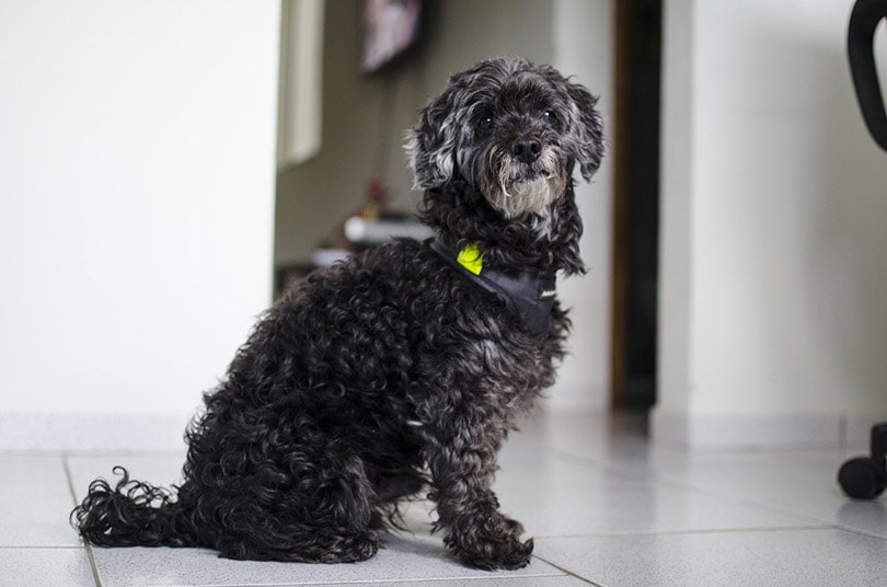 an old black dog sitting on floor tiles