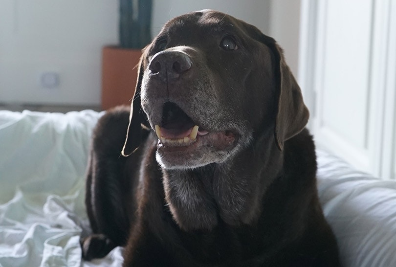 an old labrador dog on a large dog bed