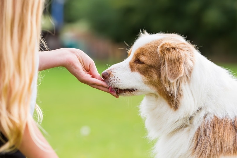 australian shepherd dog having treats