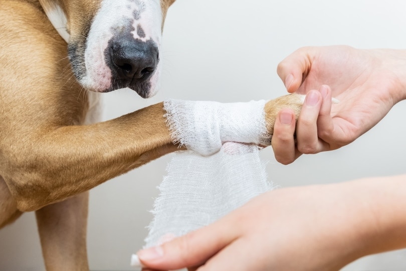 bandaging dog's wound