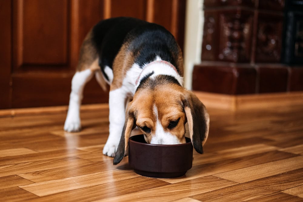 beagle dog eating from the bowl