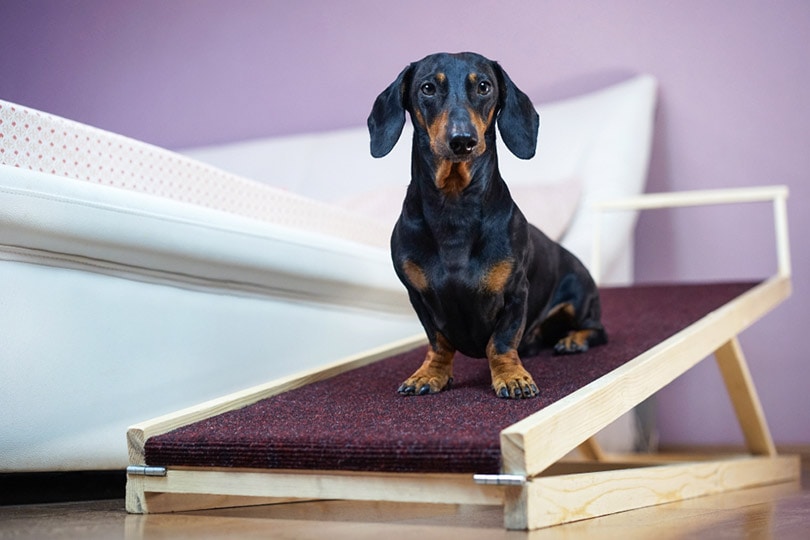 black and tan dachshund dog sitting on a ramp