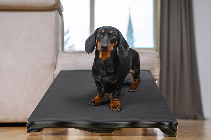 black and tan dachshund dog standing on a ramp