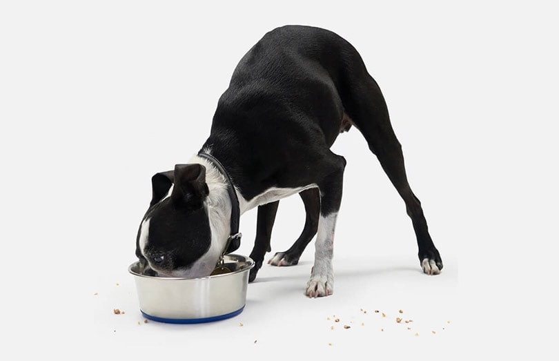 black and white dog eating a gresh dog food from bowl