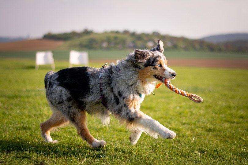 blue merle australian shepherd dog playing with fleece rope toy in the meadow