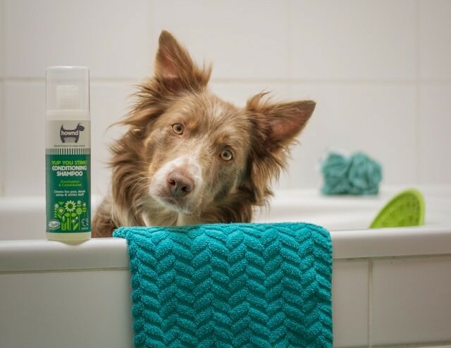 border collie ready for a bath