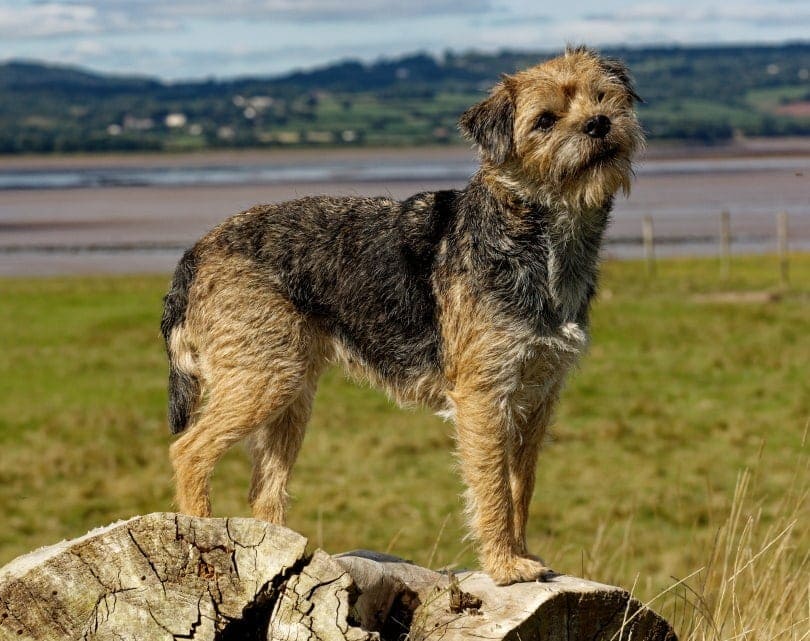 are border terriers good dogs