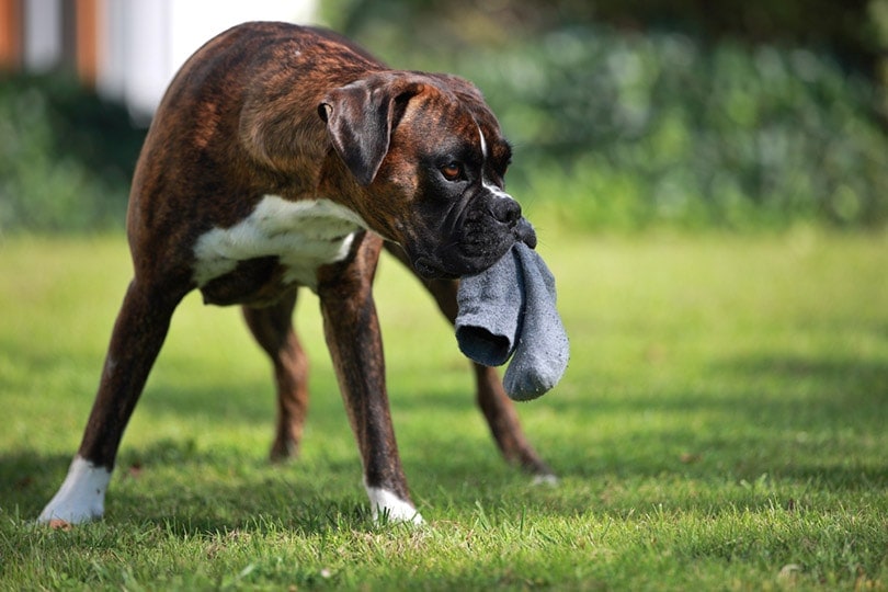 boxer dog stealing socks